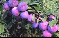 Слива китайская Орловская мечта 2-х летка/С