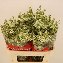 Хамелациум (waxfl) Crystal Pearl 25 шт