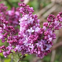 Сирень (Syringa) обыкновенная Принц Волконский d9 h25-35 18шт