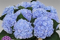 Гортензия Verena Blue дл.65 d21 1шт