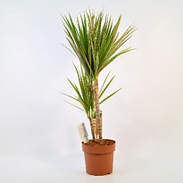 Драцена Биколор 2Д d17 h75 6шт