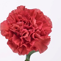 Гвоздика Majolica 20шт