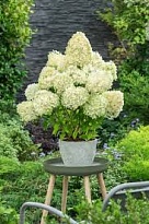 Гортензия (Hydrangea) метельчатая Минт Спирит d9 18шт