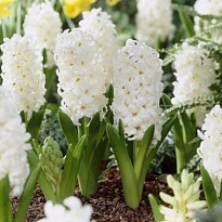 Гиацинт Top White 25 шт