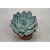 Эхеверия Апус d9 h15 12шт