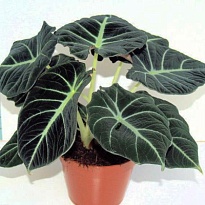 Алоказия Блэк Вельвет d12 h30 6шт