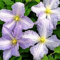 Клематис (Clematis) Блю Ангел 3л h80-100 1шт
