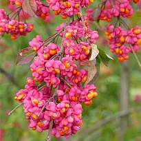 Бересклет европейский/Цв.Кор