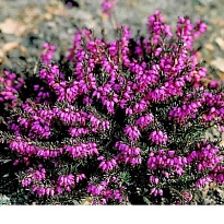 Эрика (Erica) дарленская Крамерс Рот d9 h15-2518шт