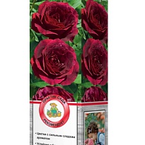 Роза Олд Ромео чайно-гибридная/Цв.Кор