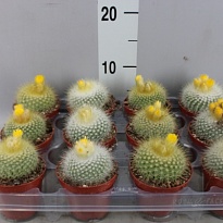 Кактус Пародия Хаселберги d7 h12 12шт