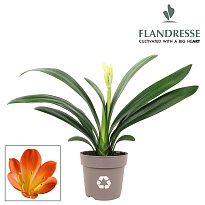 Кливия Стронг Орандж d13 h40 8шт