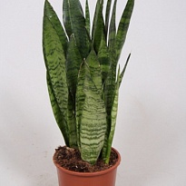 Сансевиерия Зеланика d14 h55 7шт