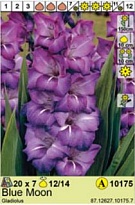 Гладиолус Блю Мун 12/14 7шт*