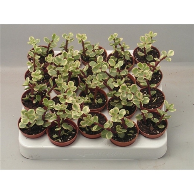 Портулакария Афра d6 h10 20шт