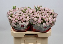 Роза кустовая Lavender Queen дл.60 10шт