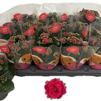 Каланхое Каландива Кэти d10 h25 12шт