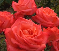 Роза Анабель флорибунда (ОКС) 1шт