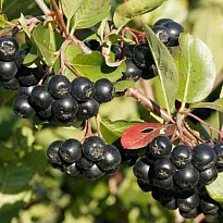 Арония черноплодная/Цв.Кор 1шт