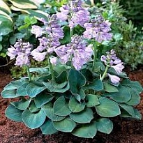 Хоста (Hosta) Блу Маус Иэрз d9 1шт