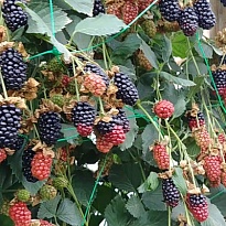 Ежевика Хевен Кэн Вэйт бесшип./Цв.Кор 1шт