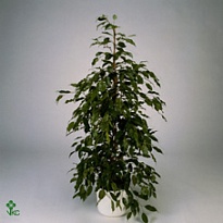 Фикус Экзотика Супер стем d30 h130 1шт