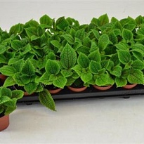 Пилея Мун Валлей d8 h15 21шт