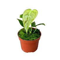 Антуриум Вейча d10 h15 1шт