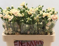 Гвоздика кустовая Lucia 10шт