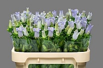 Кампанула Champion Lavender 10шт