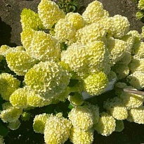 Гортензия (Hydrangea) метельчатая Гарденлайтс Лемонлайт 10л h30-40 1шт