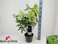 Гортензия (Hydrangea) Паник. Роял Фловер d23 h80 1шт