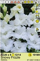 Гладиолус Сноуи Фриззл 12/14 5шт*