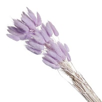Лагурус сухоцвет 60шт h60-70см сиреневый