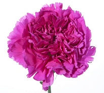 Гвоздика Одноголовая Dark Pink (К) дл.70 20шт