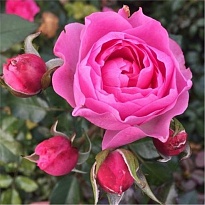 Роза Imperial Rose (B.Topalovic) Ай Эм Грейтфул 2л 1шт