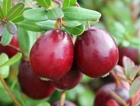 Клюква (Vaccinium) крупноплодная Ланглуа d9 h70-80 18шт