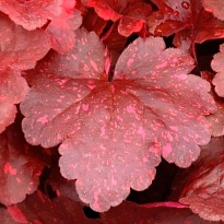 Гейхера гибридная Гэлэкси 1шт