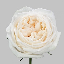 Роза Tessa White Ohara дл.60 25шт