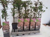 Клематис (Clematis) Рубинс d14 h60 10шт