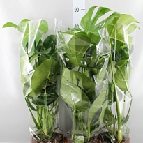 Монстера d19 h70 1шт