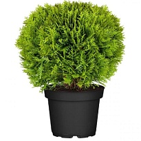 Туя (Thuja) западная Даника 10л h 40-50 1шт