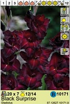 Гладиолус Блэк Сюрприз 12/14 7шт*