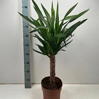 Юкка d21 h125 1шт