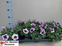 Петуния Сурфиния Блю Вейн d10 h20 12шт