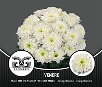 Хризантема кустовая Venere 5шт