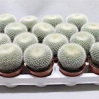 Кактус Нотокактус Хазельберга d7 h10 12шт