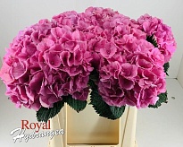 Гидрангея Elbtal Pink дл.60 d 22-23 1шт