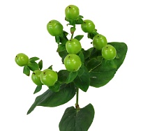 Гиперикум Мунг Бин (К) дл.70 1уп