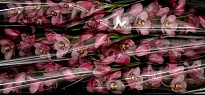 Орхидея Cymbidium Tjakka*6 дл.80 1шт